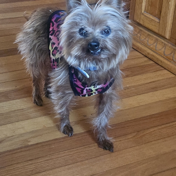 Pinned listing for notifications for shows - Picture 5 of 6